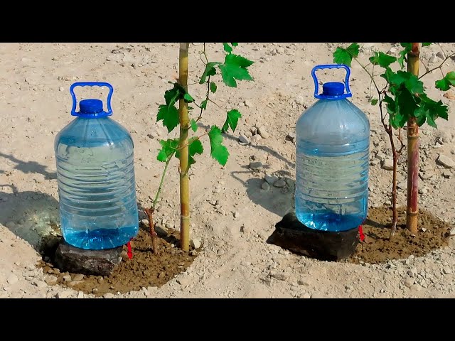 Sistema de riego por goteo simple barato fácil de hacer y rápido de botellas de plástico