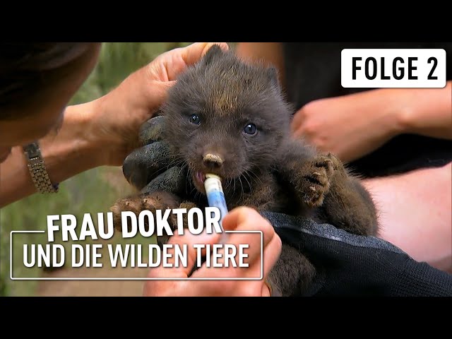 Eisfuchs-Babys im Opel-Zoo | Frau Doktor & die wilden Tiere | (2/4)