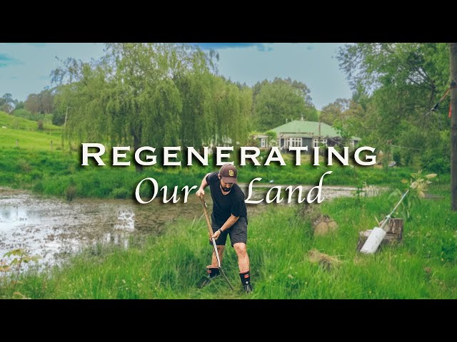 Regenerating 2 1/2 Acres of Land on our Homestead