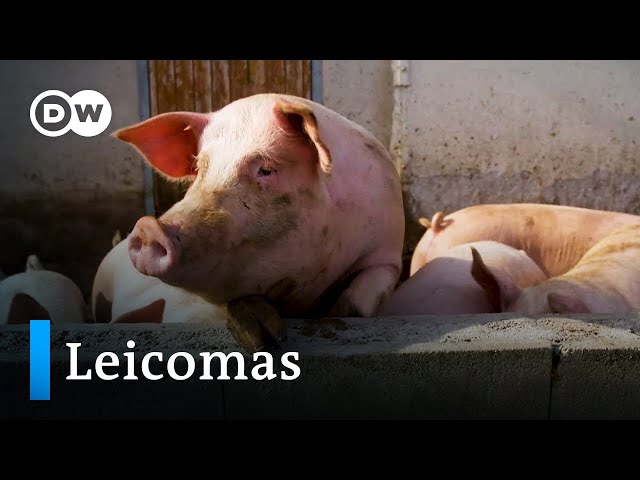 Wie ein Landwirt die letzten sozialistischen Schweine in Deutschland rettet | Fokus Europa