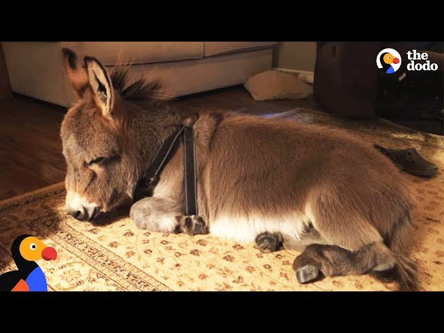 Tiny Donkey Thinks He's Actually A Dog  | The Dodo