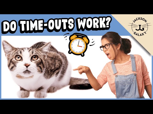 Time Out for Cat - Effective or Cruel?