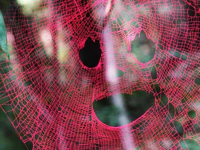 Pink Spider Web?  -- BiDiPi #28