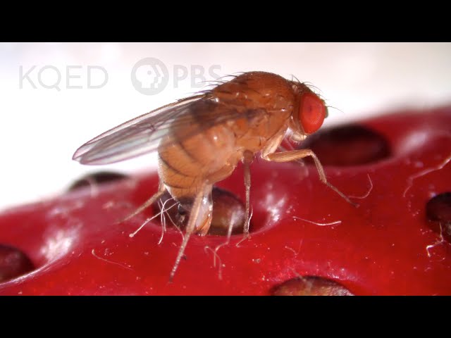 This Freaky Fruit Fly Lays Eggs in Your Strawberries | Deep Look