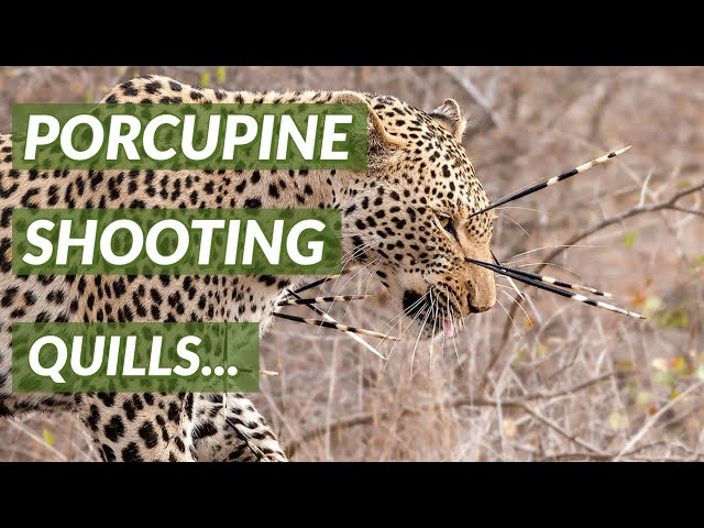 Can Porcupines Shoot Their Quills | Did You Know Thursday #15