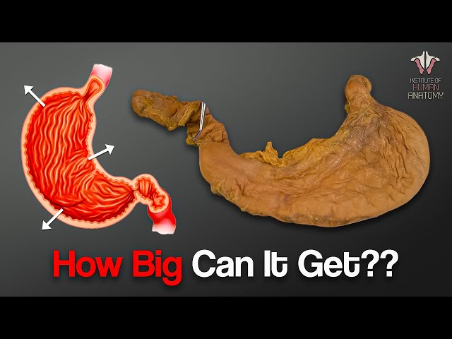 How Much Food Can the Human Stomach Hold???