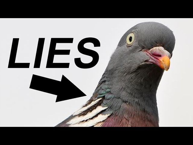 BIRDS. AREN'T. REAL. [MEME REVIEW] 👏 👏#39