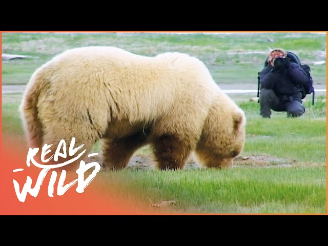 Alaska's Gigantic Grizzly Bears | Giant Grizzlies | Real Wild