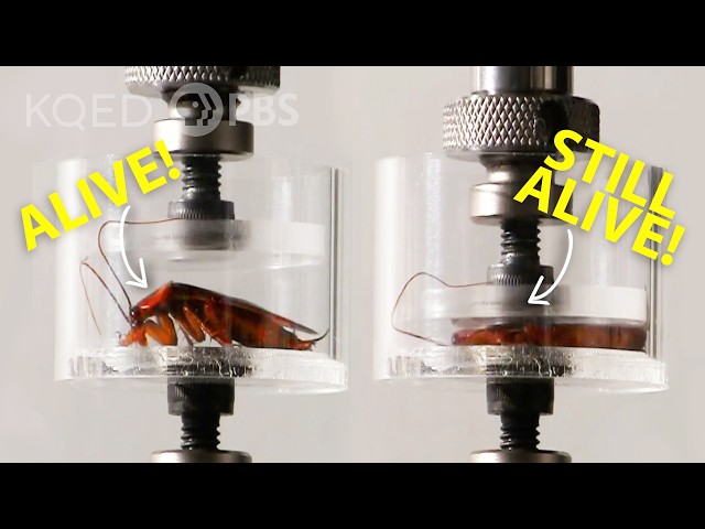 Cockroach vs. Hydraulic Press: Who Wins? | Deep Look