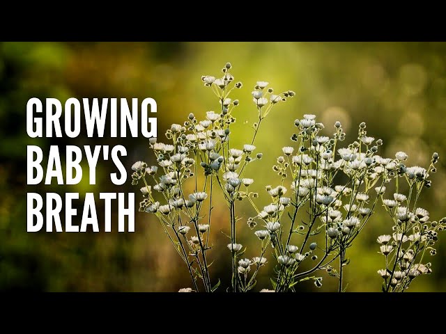 Growing Baby’s Breath: How to Plant and Care For Baby's Breath