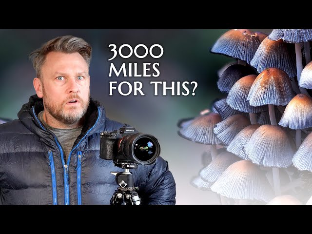 I Drove 3000 Miles To Photograph Mushrooms - Landscape Photography at Babcock State Park