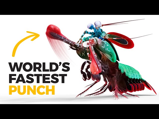 The Insane Biology of: The Mantis Shrimp