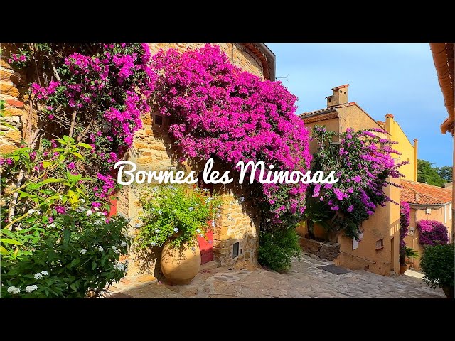 [4K]🇫🇷 Bormes-les-Mimosas : A flower village that won the Entente Florare Gold Medal🥇🌺 2023