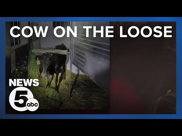 Punch the cow was on the run in Forest Hill area, owners asked to contact police