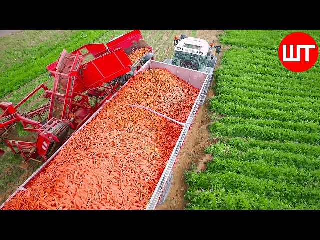 How Carrots are Harvested & Processed | Modern Carrot Processing Technology | Food Factory