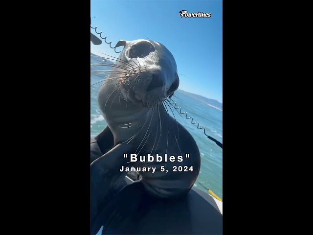 "Bubbles" rescue by Drake Stanley 🦭💦 #seal  #rescue #mavericks #powerlinesproductions