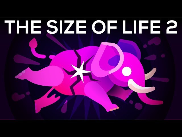 How to Make an Elephant Explode – The Size of Life 2