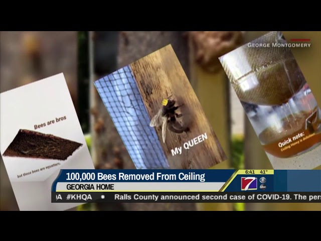 KHQA This Morning - Man buys house with bees