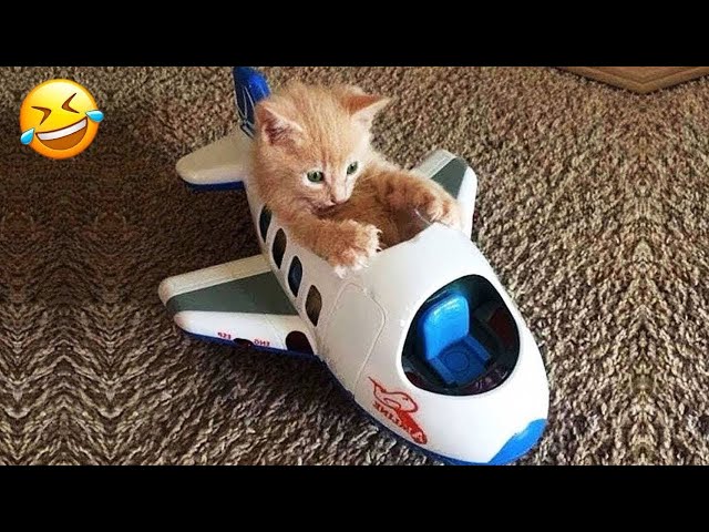 New Funny Animals 🤣 Funniest Cats and Dogs 2024 😹🐶 Part 28