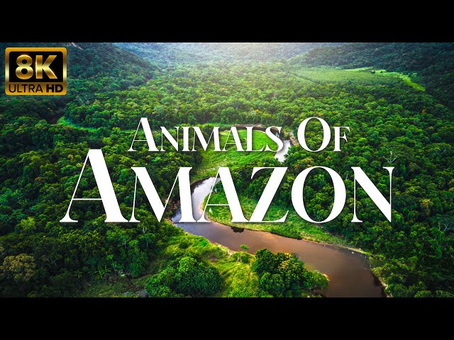 Amazon Jungle 8K ULTRA HD | Wild Animals of Amazon Rainforest | Relaxing Music