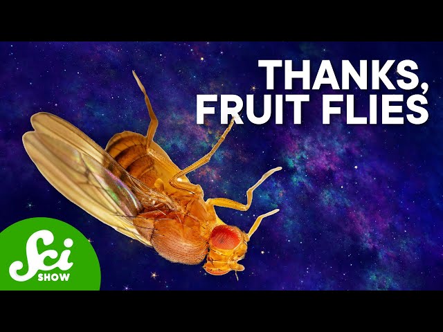 The Weirdest Things We've Done to Fruit Flies | Compilation