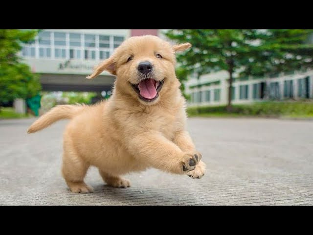 Funniest & Cutest Golden Retriever Puppies #1- Funny Puppy Videos 2022