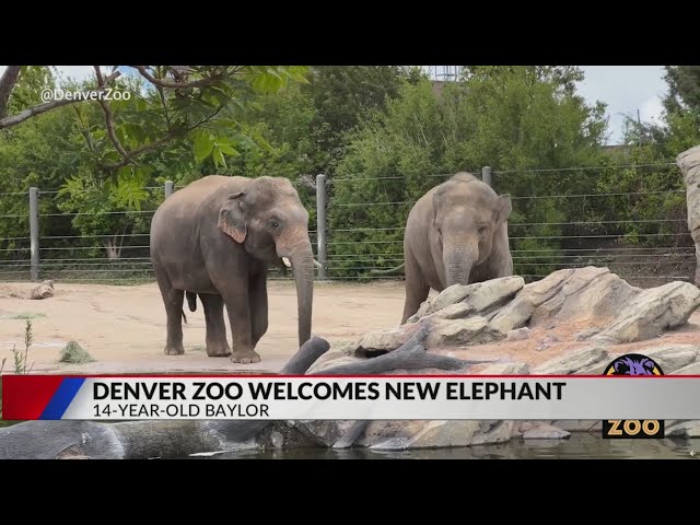 Denver Zoo welcomes new elephant from Houston Zoo