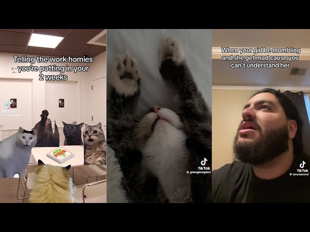 Memes I Watch With My Pets
