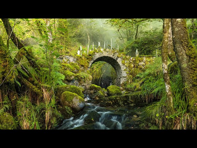 Peaceful Music, Relaxing Music, Celtic Instrumental Music  "Celtic Forest" by Tim Janis