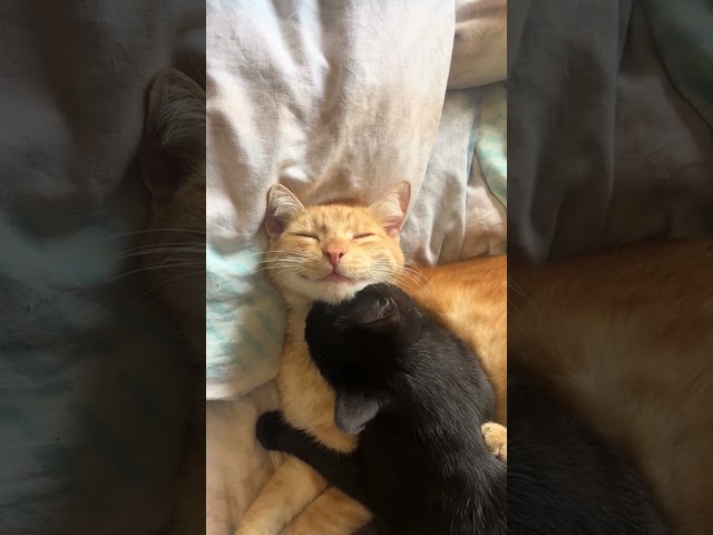 Orange cat gets licks from Best friend 😻❤️
