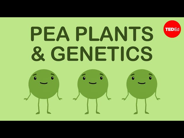 How Mendel's pea plants helped us understand genetics - Hortensia Jiménez Díaz