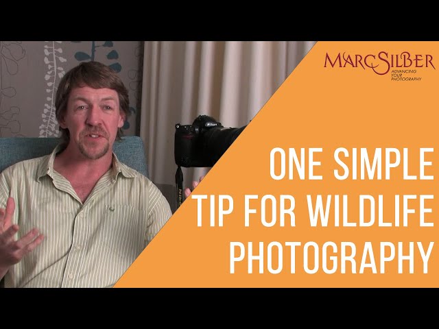 One Simple Tip For Wildlife Photography feat. David Smith #shorts