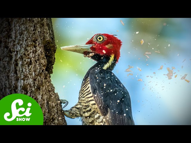 Woodpecker Heads are Helmets...AND Hammers