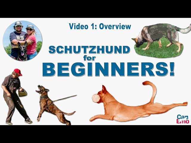 Online Schutzhund Training For Beginners: Overview
