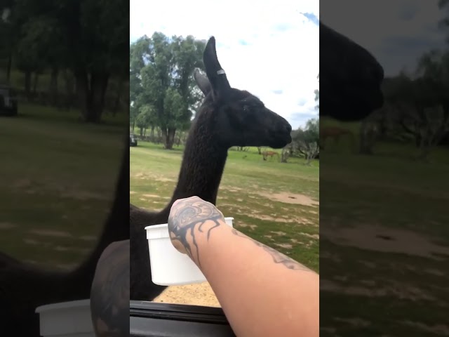 This Llama Got Offended