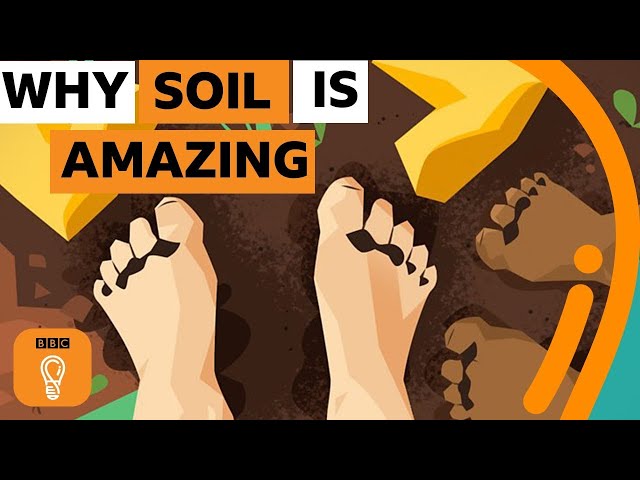 Why soil is one of the most amazing things on Earth | The Royal Society