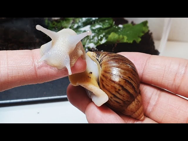 The process of making friends with snails