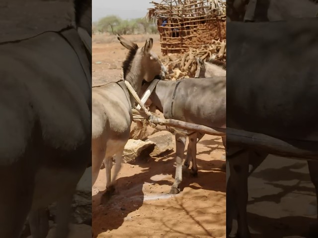 Donkeys Steal Nikolaj’s Moment on Camera