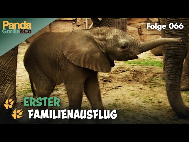 Großes Abenteuer im Zoo: Ein kleiner Elefant auf Entdeckungstour | Panda, Gorilla & Co.