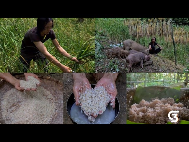 How Does Mr. Zon Grow And Harvest Rice In 6 Months, Survival Instinct, Wilderness Alone, survival