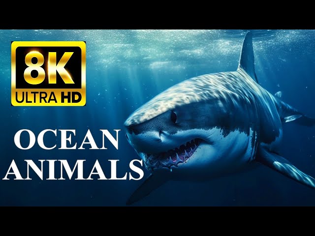 OCEAN ANIMALS 8K Ultra HD – Sea Life and Coral Reef