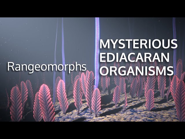 MYSTERIOUS EDIACARAN ORGANISMS - Rangeomorphs