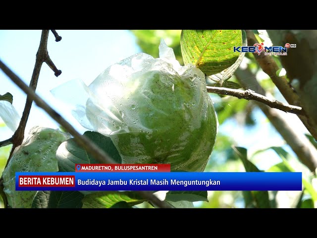 Budidaya Jambu Kristal di Desa Maduretno Buluspesantren - Kebumen TV