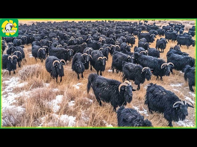 Cattle Farming 🦙 How Farmers Raise Millions Of Animals In The Gobi Desert | Farming Documentary