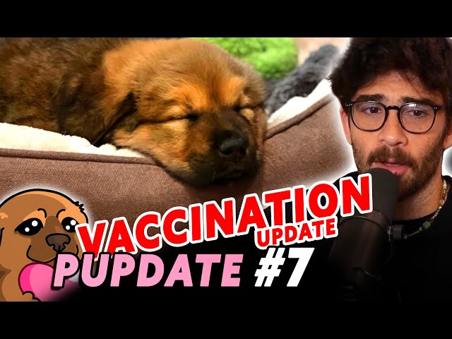 The KAYA Vaccination Arc has begun | PUPDATE #7