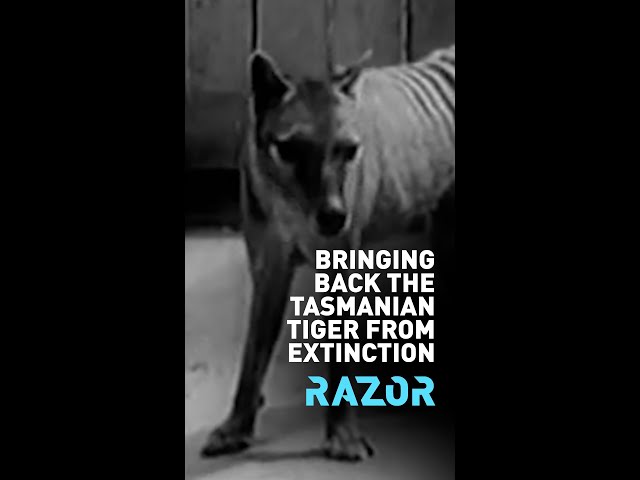 Bringing back the Tasmanian tiger from extinction #RAZOR