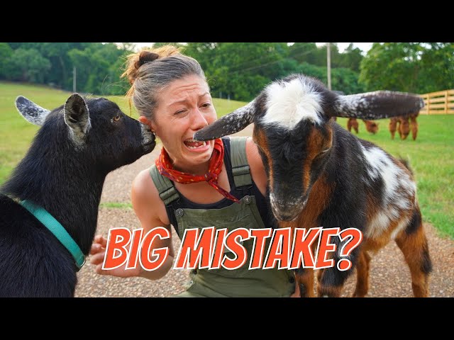 10 Things I Wish I Knew Before Getting Goats