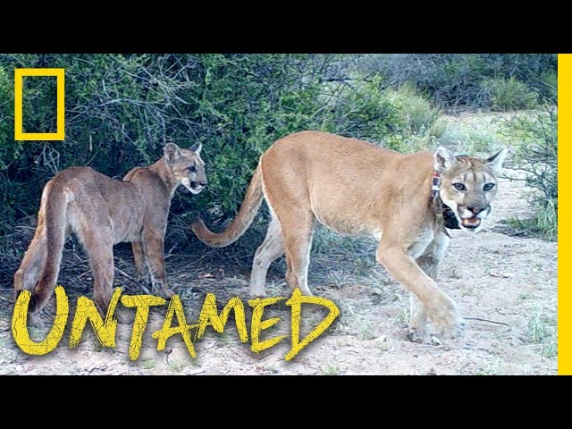 Staking Out the Elusive Mountain Lion - Ep. 4 | Untamed with Filipe DeAndrade