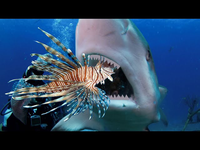Teaching Sharks (and Eels) to Attack Invasive Lionfish