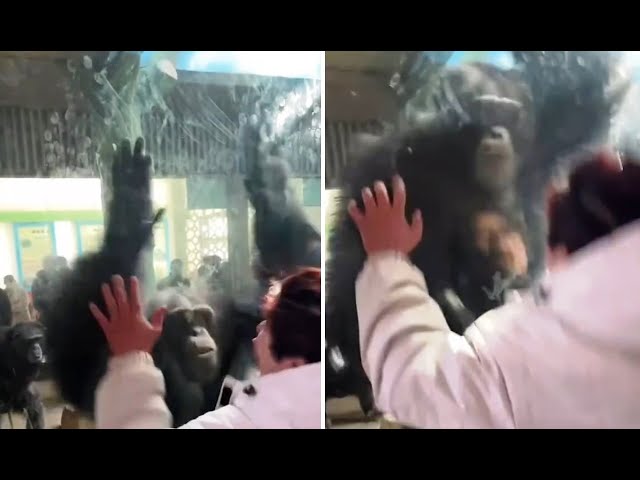 Guy Makes an Ape Go Crazy